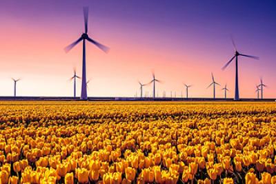 yellow tulips and windmills in the Netherlands