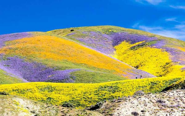 superbloom in California's Central Valley